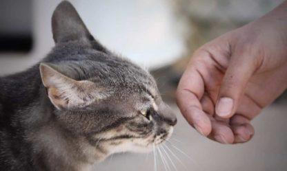 Chatterie Saint Cyle Hotels Pour Chats A Marseille Et Aix En Provence